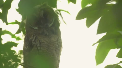 Close up of young long eared owl (Asio otus) gazing bizarrely. Stock Footage 143378845