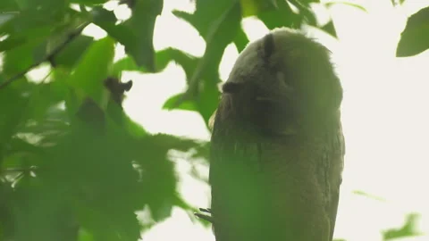 Close up of young long eared owl (Asio otus) gazing bizarrely. Stock Footage 143379136