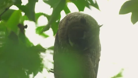 Close up of young long eared owl (Asio otus) gazing bizarrely. Stock Footage 143379309