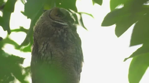 Close up of young long eared owl (Asio otus) gazing from the tree by big eyes. Stock Footage 143379888
