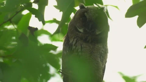 Close up of young long eared owl (Asio otus) sitting and falling asleep on. Stock Footage 143380323
