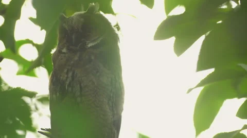 Close up of young long eared owl (Asio otus) gazing from the tree by big eyes. Stock Footage 143380783