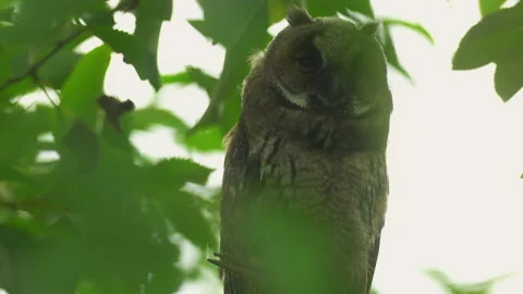 Close up of young long eared owl (Asio otus) sitting and waking up. Stock Footage 143575531