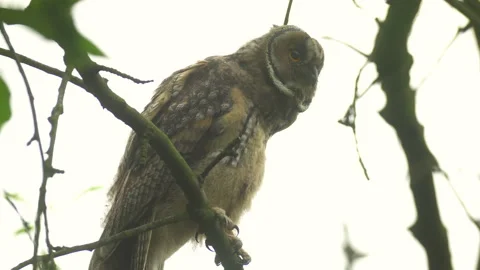 Close up of young long eared owl (Asio otus) gazing bizarrely. Stock Footage 143575778