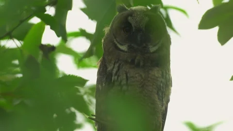 Close up of young long eared owl (Asio otus) gazing bizarrely. Stock Footage 143576135