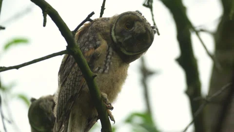 Close up of young long eared owl (Asio otus) gazing bizarrely. Stock Footage 143576336