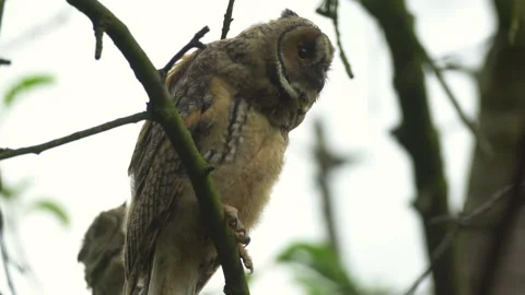 Close up of young long eared owl (Asio otus) gazing bizarrely. Stock Footage 143576460