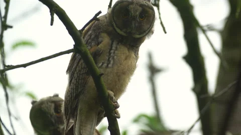 Close up of young long eared owl (Asio otus) group gazing bizarrely by big eyes. Stock Footage 143576861