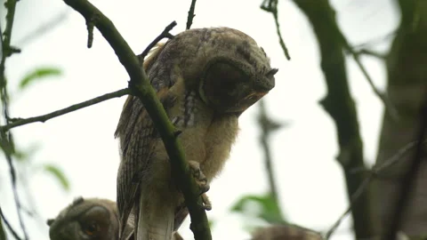Close up of young long eared owl (Asio otus) group gazing bizarrely by big eyes. Stock Footage 143577501