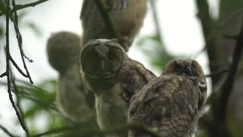 Close up of young long eared owl (Asio otus) group gazing bizarrely by big eyes. Stock Footage 143775142