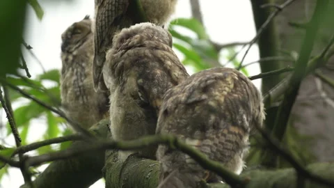 Close up of young long eared owl (Asio otus) group gazing bizarrely by big eyes. Stock Footage 143777565