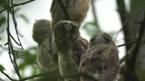 Close up of young long eared owl (Asio otus) group gazing by big eyes. Stock Footage 143778425