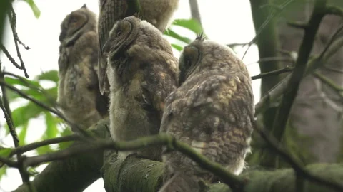 Close up of young long eared owl (Asio otus) group gazing bizarrely by big eyes. Stock Footage 143778667