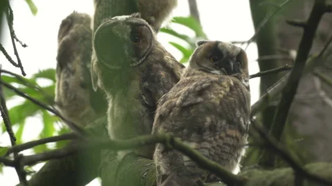 Close up of young long eared owl (Asio otus) group gazing by big eyes. Stock Footage 143780052