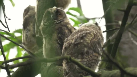 Close up of young long eared owl (Asio otus) group gazing by big eyes. Stock Footage 143780881