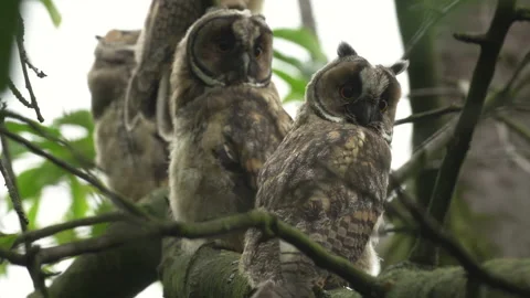 Close up of young long eared owl (Asio otus) group gazing by big eyes. Stock Footage 143783410