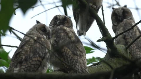 Close up of young long eared owl (Asio otus) group gazing by big eyes. Stock Footage 143783431
