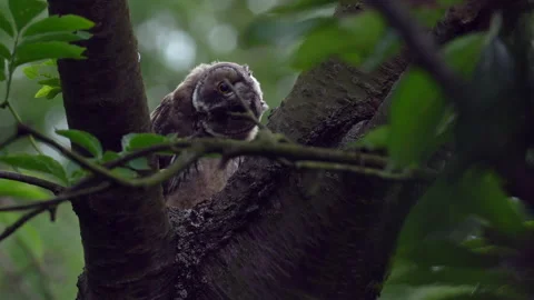 Close up of young long eared owl (Asio otus) gazing bizarrely. Stock Footage 143863180