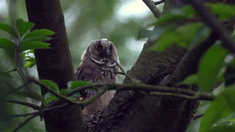 Close up of young long eared owl (Asio otus) gazing bizarrely. Stock Footage 143863630