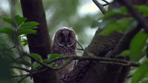 Close up of young long eared owl (Asio otus) taking off. Stock Footage 143867079