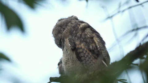 Close up of young long eared owl (Asio otus) gazing bizarrely. Stock Footage 143869078