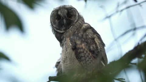 Close up of young long eared owl (Asio otus) gazing bizarrely. Stock Footage 143871036