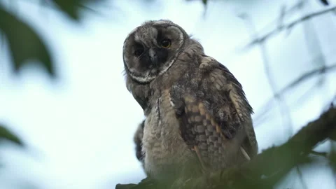 Close up of young long eared owl (Asio otus) gazing from the tree by big eyes. Stock Footage 143873244
