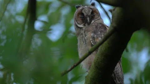Close up of young long eared owl (Asio otus) gazing from the tree by big eyes. Stock Footage 143874468