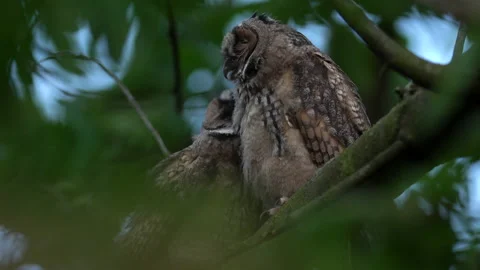 Close up of young long eared owl (Asio otus) group grooming each other. Stock Footage 143938313