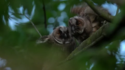 Close up of young long eared owl (Asio otus) group grooming each other. Stock Footage 143939108