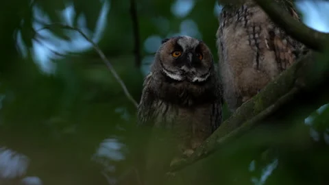 Close up of young long eared owl (Asio otus) group watching something. Stock Footage 143939432