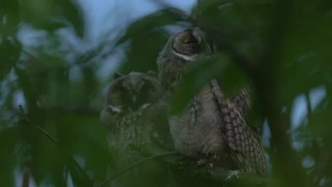 Close up of young long eared owl (Asio otus) group sitting and falling asleep. Stock Footage 143939554