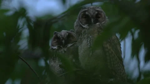 Close up of young long eared owl (Asio otus) group sitting and falling asleep. Stock Footage 143939582