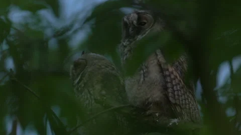 Close up of young long eared owl (Asio otus) group sitting and sleeping. Stock Footage 143939899