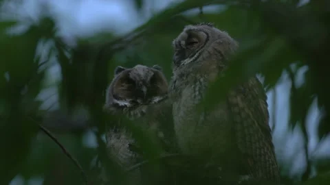 Close up of young long eared owl (Asio otus) group sitting and waking up. Stock Footage 143940424