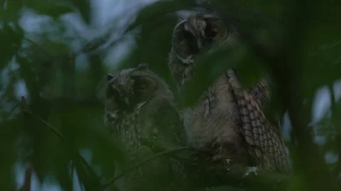 Close up of young long eared owl (Asio otus) group sitting and waking up. Stock Footage 143940658