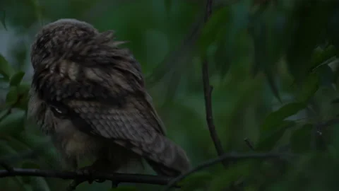 Close up of young long eared owl (Asio otus) taking off. Stock Footage 143941133