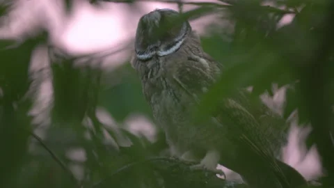 Close up of young long eared owl (Asio otus) taking off. Stock Footage 143941358