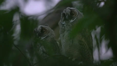 Close up of young long eared owl (Asio otus) group gazing by big eyes. Stock Footage 143941696