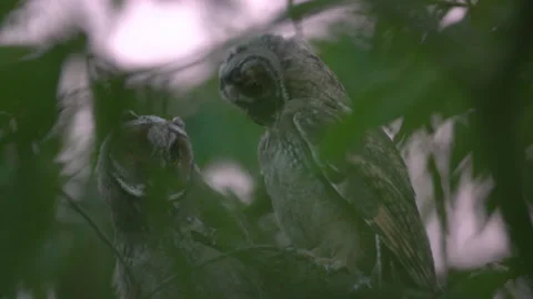 Close up of young long eared owl (Asio otus) group taking off from branch. Stock Footage 143942513