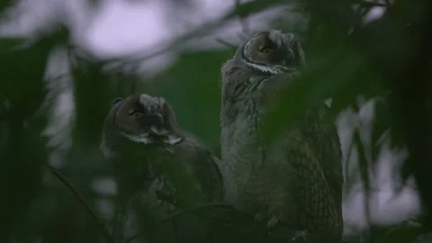 Close up of young long eared owl (Asio otus) group staring around by big eyes. Stock Footage 143942648