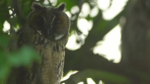 Close up of young long eared owl (Asio otus) gazing from the tree by big eyes. Stock Footage 144035121