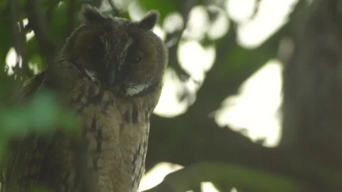 Close up of young long eared owl (Asio otus) gazing from the tree by big eyes. Stock Footage 144035169