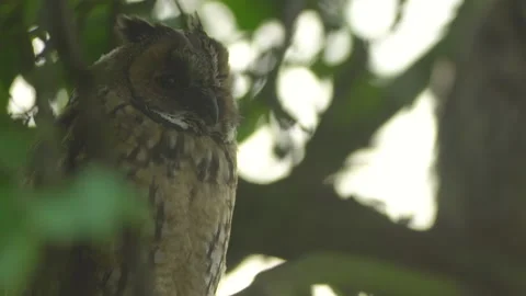 Close up of young long eared owl (Asio otus) yawning tired. Stock Footage 144035535