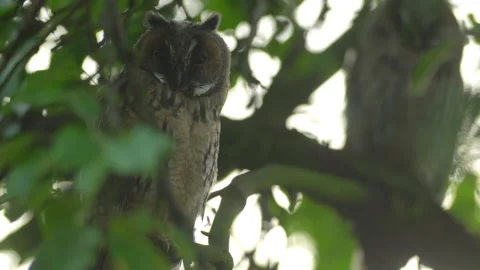 Close up of young long eared owl (Asio otus) gazing from the tree by big eyes. Stock Footage 144036053