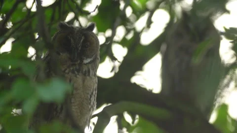 Close up of young long eared owl (Asio otus) sitting and falling asleep on. Stock Footage 144036130