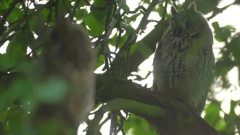 Close up of young long eared owl (Asio otus) group gazing by big eyes. Stock Footage 144036440
