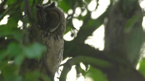 Close up of young long eared owl (Asio otus) gazing from the tree by big eyes. Stock Footage 144036946