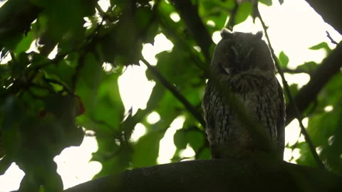 Close up of young long eared owl (Asio otus) sitting and sleeping Stock Footage 144037009