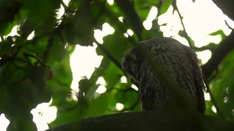 Close up of young long eared owl (Asio otus) yawning tired. Stock Footage 144037507